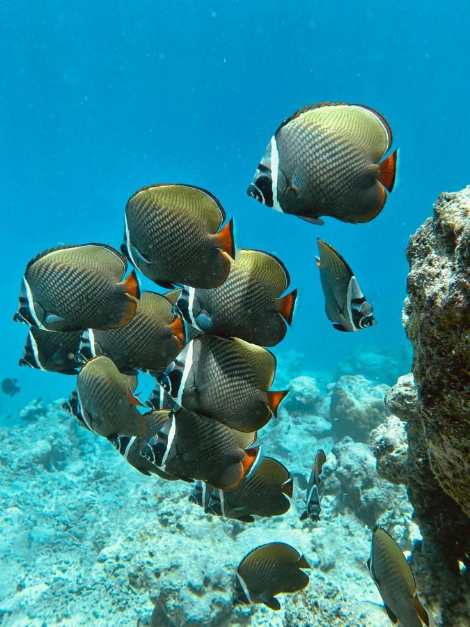 Coral Inn ثولوسدو المظهر الخارجي الصورة